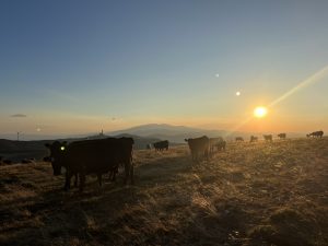 Среща с ханфу в полетата с божури на Хезе