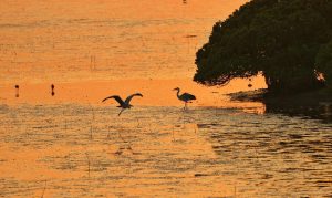 Глобалната мангрова визия на Китай пуска корени в Шенжен