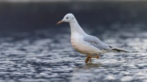 Два редки вида птици, забелязани в езерото Напахай в Юнан