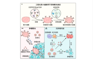 Китайски учени използват имунен отговор за лечение на рак