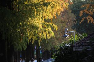 Плешивите кипариси в Гуанджоу почервеняват след застудяване