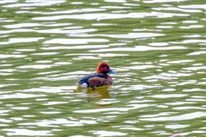 Паркът Чунцин се превръща в сцена за завладяващ природен феномен