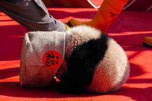 30 малки панди, родени през 2025 г., дебютират, за да изпратят поздрави за Пролетния празник