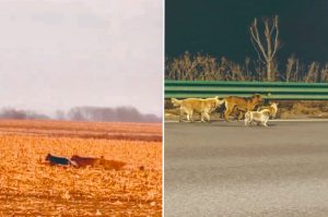 От страхотно бягство до страхотно събиране: сюжетни обрати на китайско вирусно видео за завръщане у дома на 7 кучета