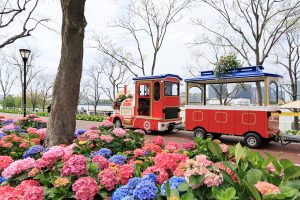 Шанхай ще се превърне в град на цветята
